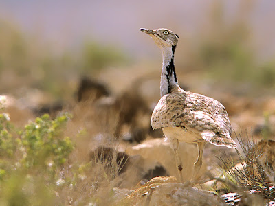 Houbara Bustard Houbara Bustard