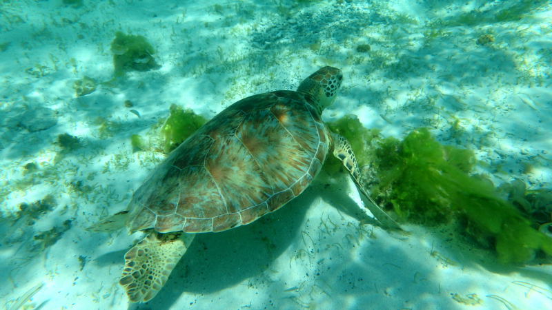 Swimming with turtles in the Tobago Cays Marine Park