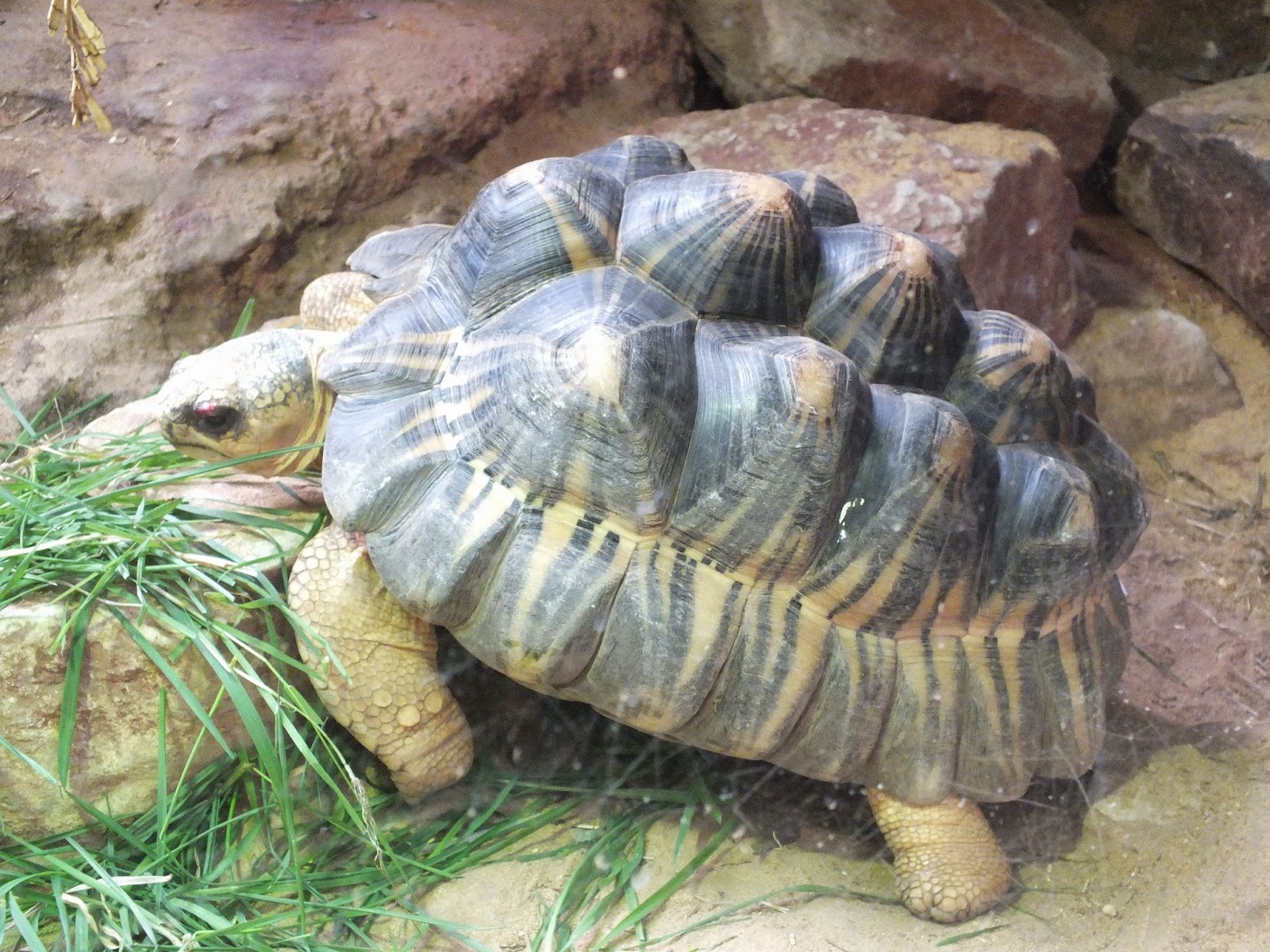 The Disillusioned Taxonomist London Zoo Reptile House