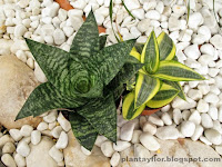 Sansevieria trifasciata