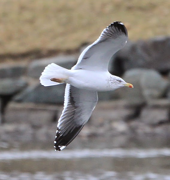 The Bruce Mactavish Newfoundland Birding Blog hybrid Lesser Black