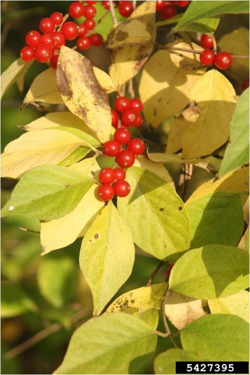 Illinois Invasive Species Awareness Month Identification and control of woody invasive species