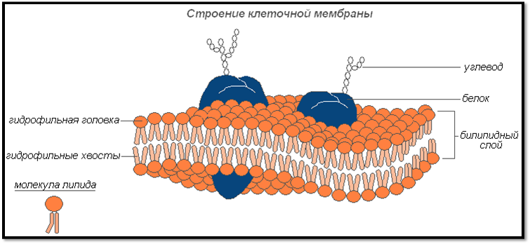 Мембрана клетки кожи Мембрана клетки кожи
