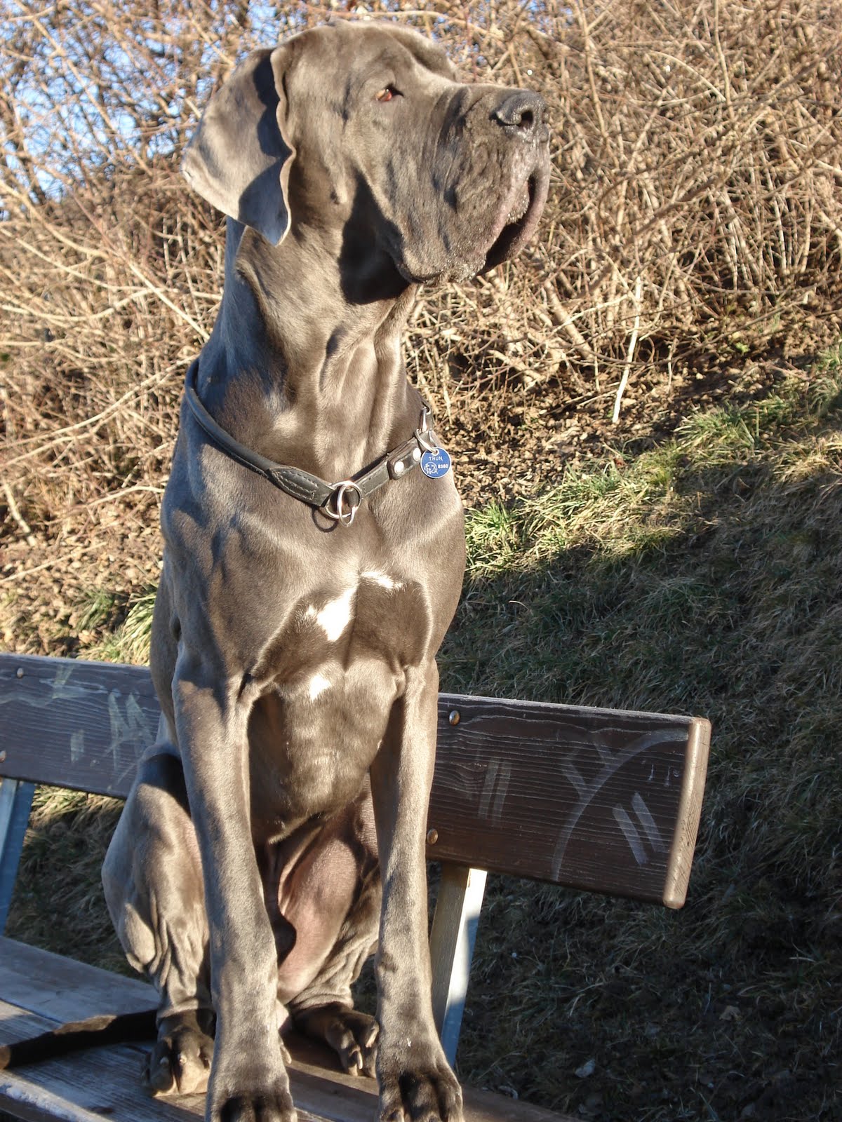 heute ist HILTON 1 ½ Jahre alt Illaya der Lenker, Deutsche Dogge, geb