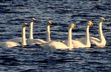 Fly Flatts   Whooper Swans