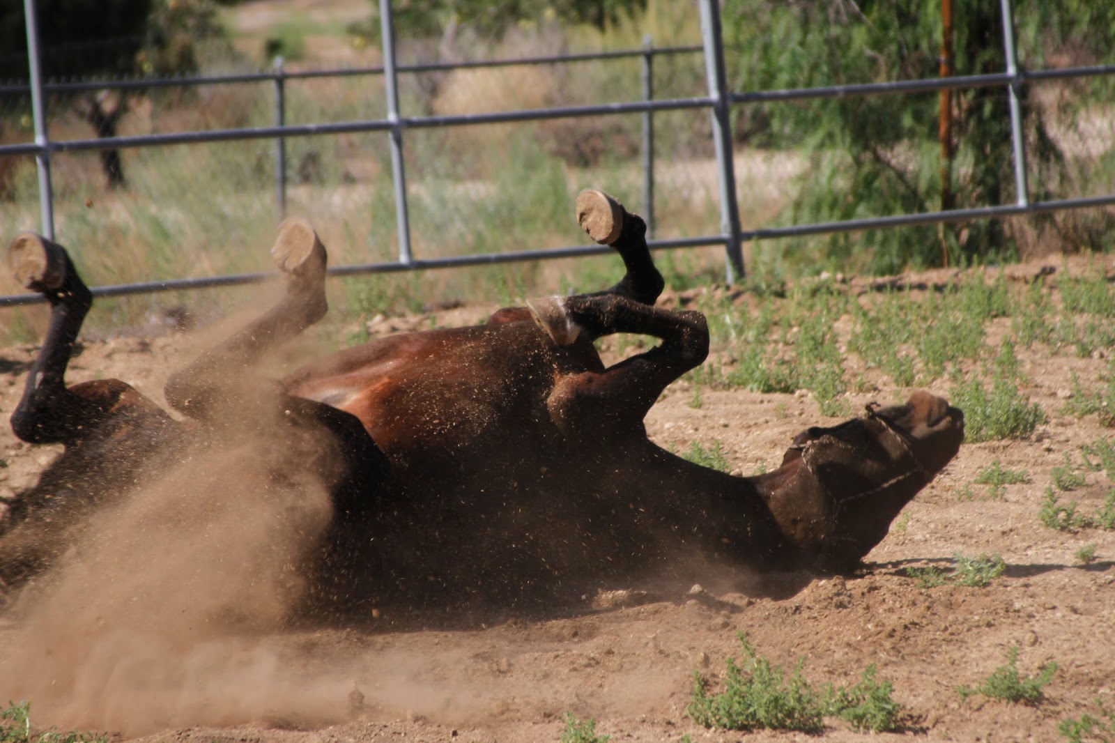 desert horses Rolling, rolling, rolling...
