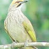 Burung Cucak Rawa Langka Di Habitat Alamnya
