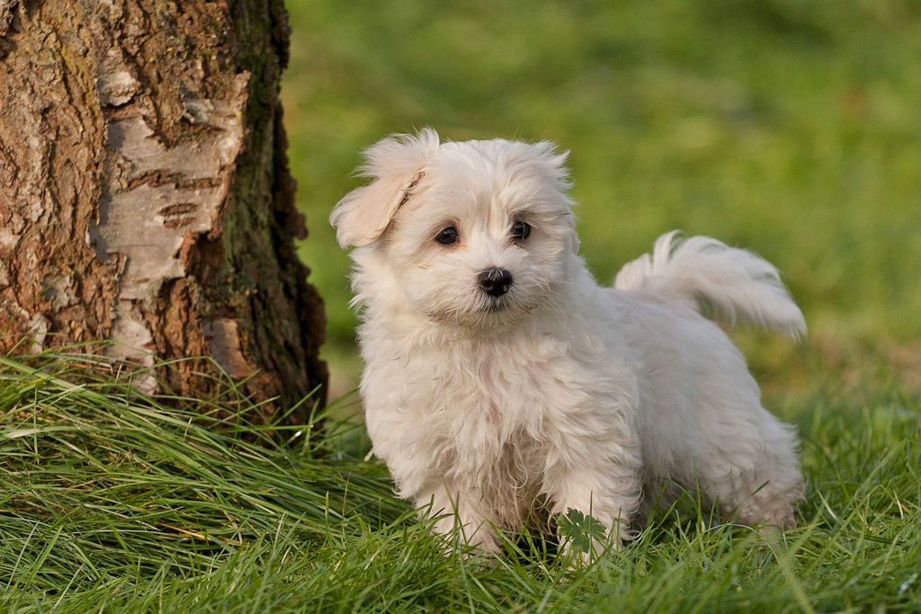 30 Cutest Pictures of Havanese Puppies Best Photography