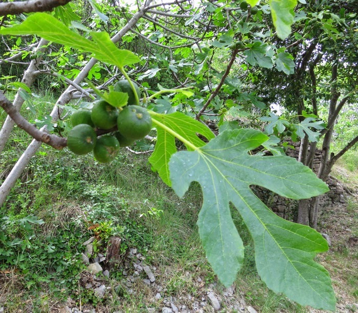 figues Figues