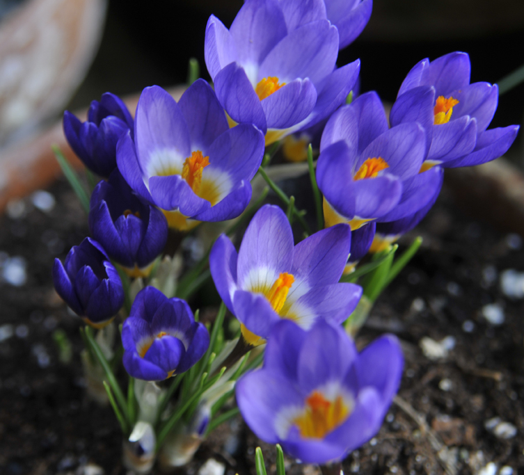 Garden Sense Fall Color Shrubs