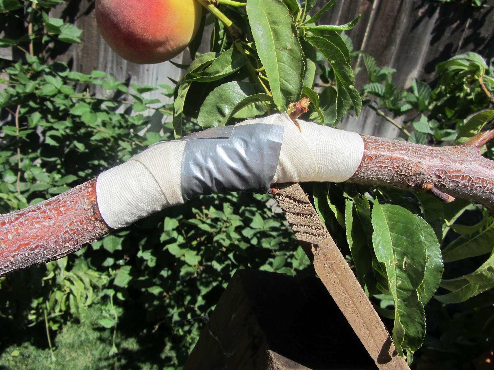 Mashed Potatoes and Crafts Reparing Broken Fruit Tree or Peach Tree