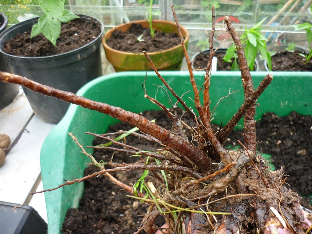An English Homestead Comfrey Root Cuttings