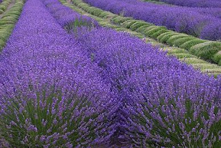 Pretty Charming Things