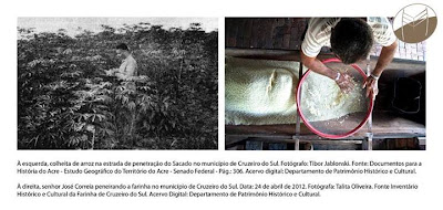 Colheita de arroz no município de Cruzeiro do Sul e Senhor José Correia peneirando a farinha em Cruzeiro do Sul, Acre.