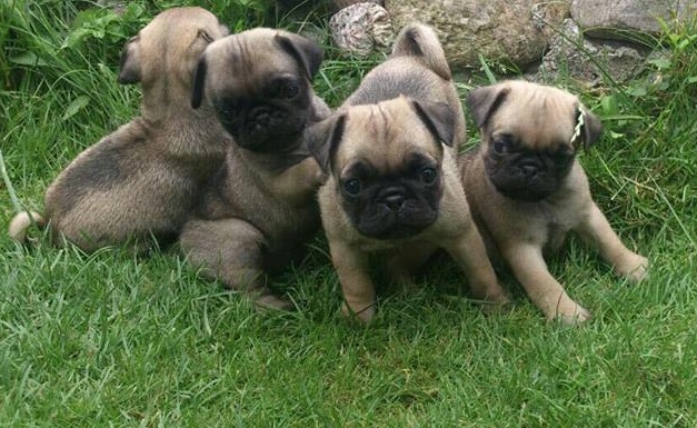 Scoobypetlife Scooby Dubi Doo Pug Satilik Bebekler Istanbul