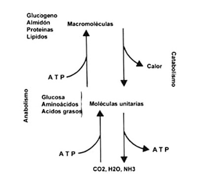 Principales rutas metabolicas y anabolicas