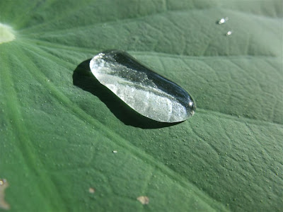 lotus effect, water droplet on lotus leaf
