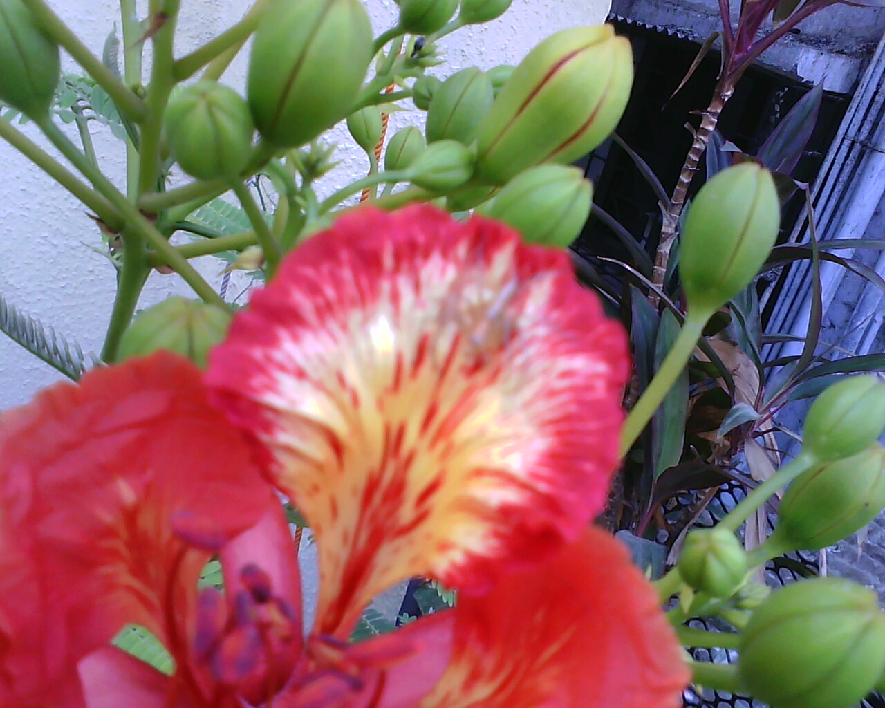 Keel Is The Characteristic Feature Of Flower Of Gulmohar at Herman Rapp