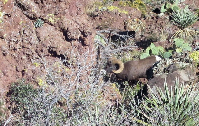 Arizona+Unit+6A+Rocky+Mtn+Bighorn+Sheep-Jay+Scott+Outdoors.jpg