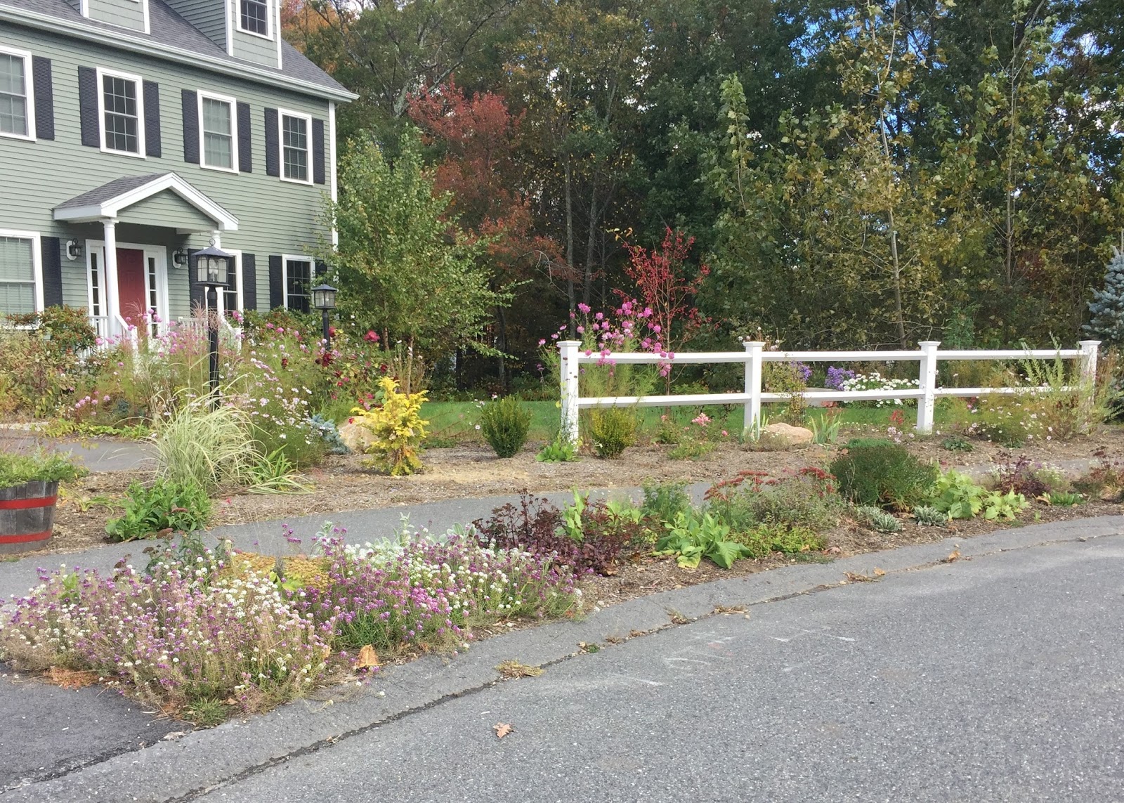 Large Shrub With Upward Spikes Of Purple Flowers