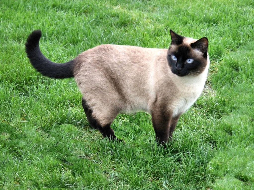 El gato siames, exótico y hermoso - Taringa!