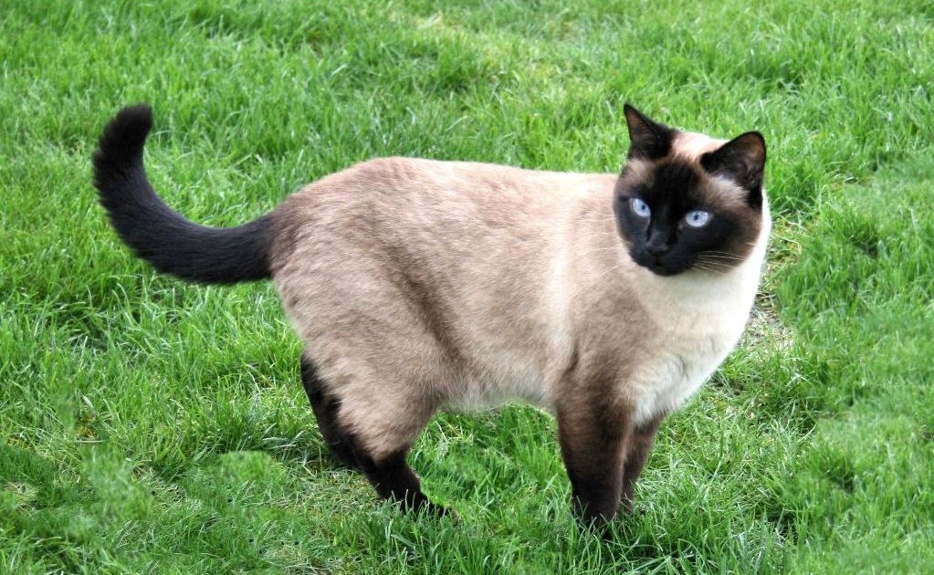 Mundo Miau Gato Siames