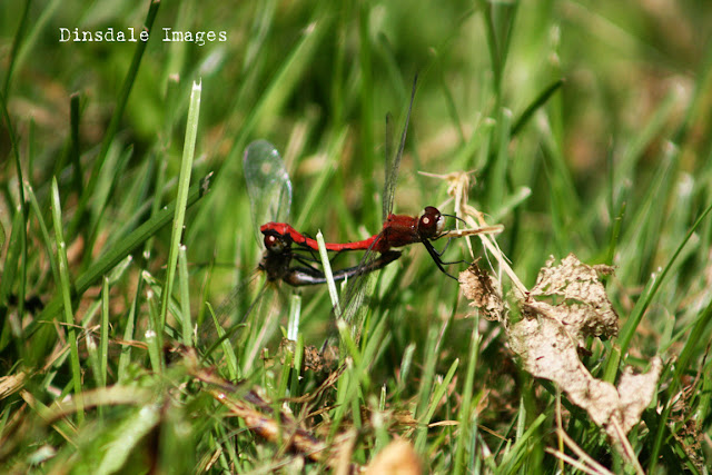Dinsdale Photo Blog: Sex in the Grass