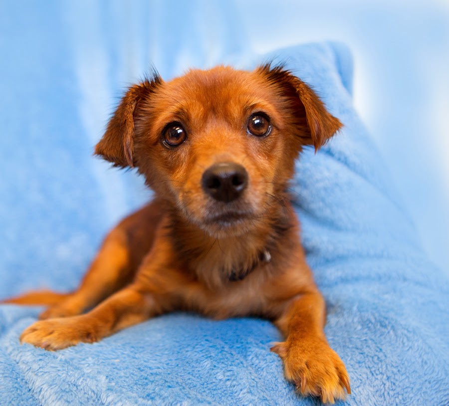 Shelter Dogs of Portland "MISSISSIPPI" adorable little Doxie mix