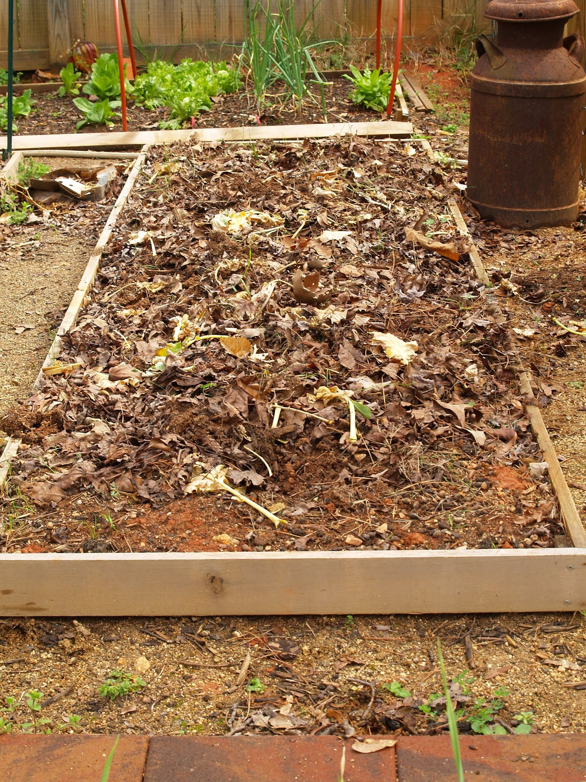 Budding and Blooming Planting Asparagus