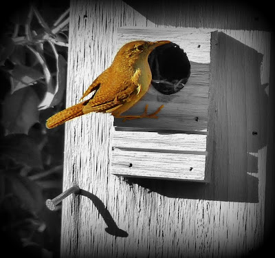 Wren checking her young