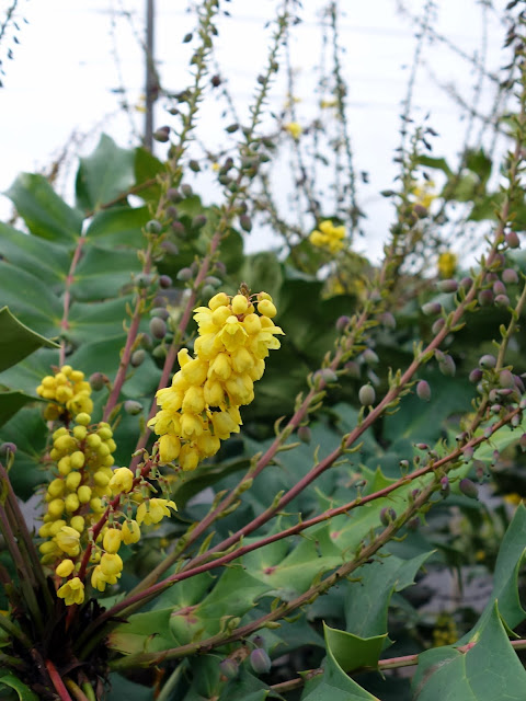 Garden Of Aaron Learning From Cheekwood Mahonia Dianthus