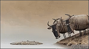 o que é isso? gif