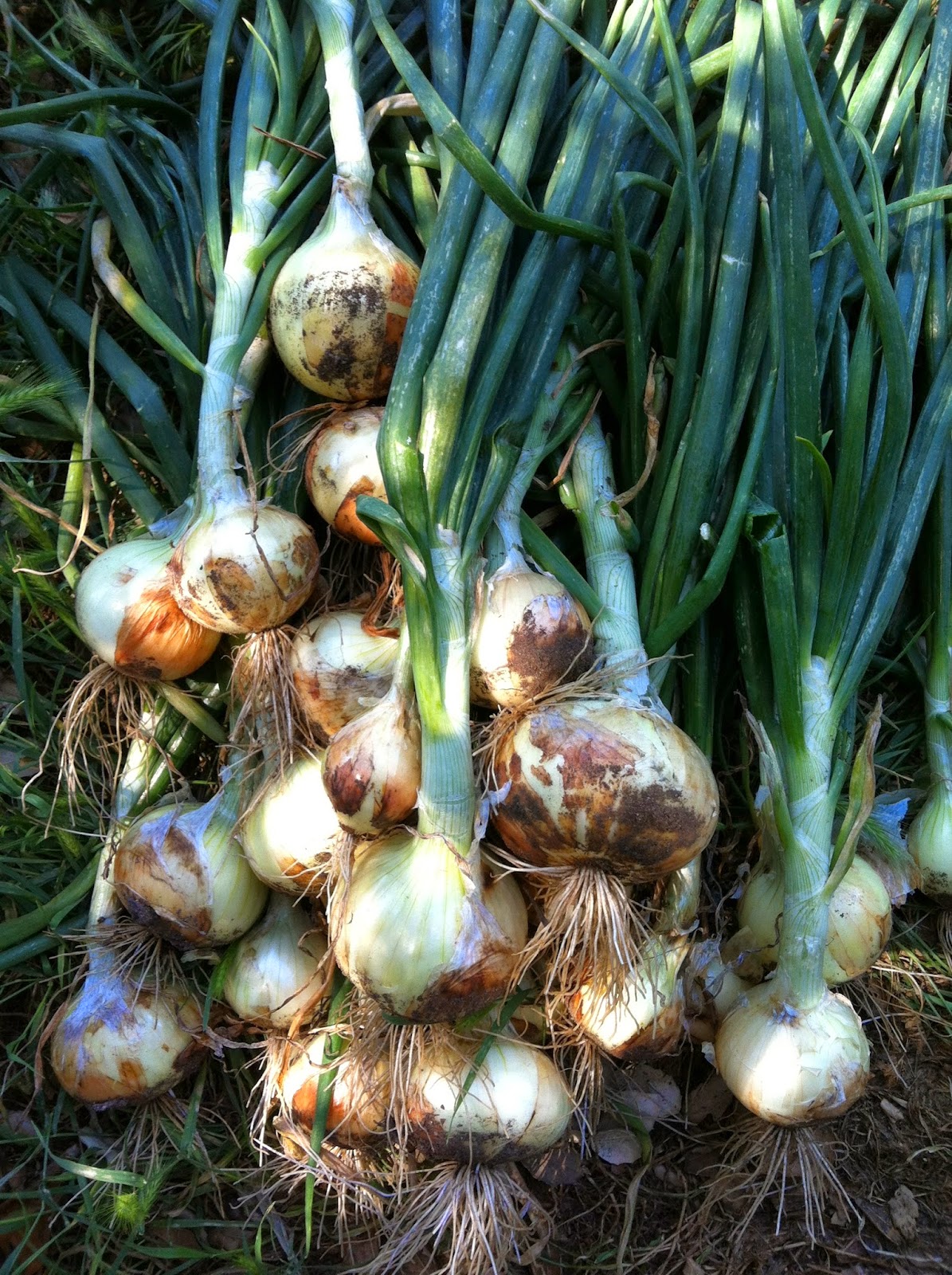 A Thinking Stomach Planting Calendar