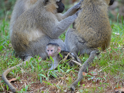 Vervet Monkeys, Chlorocebus pygerythrus