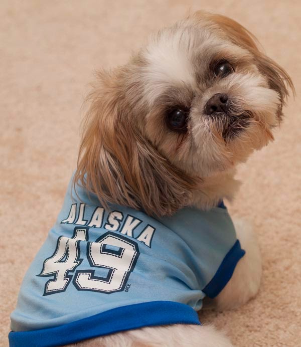 shih tzu alaska the shih tzu a lucky find shih tzu alaska the shih tzu a lucky find
