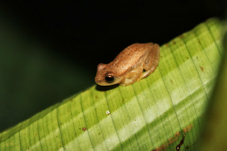 are frogs nocturnal are frogs nocturnal