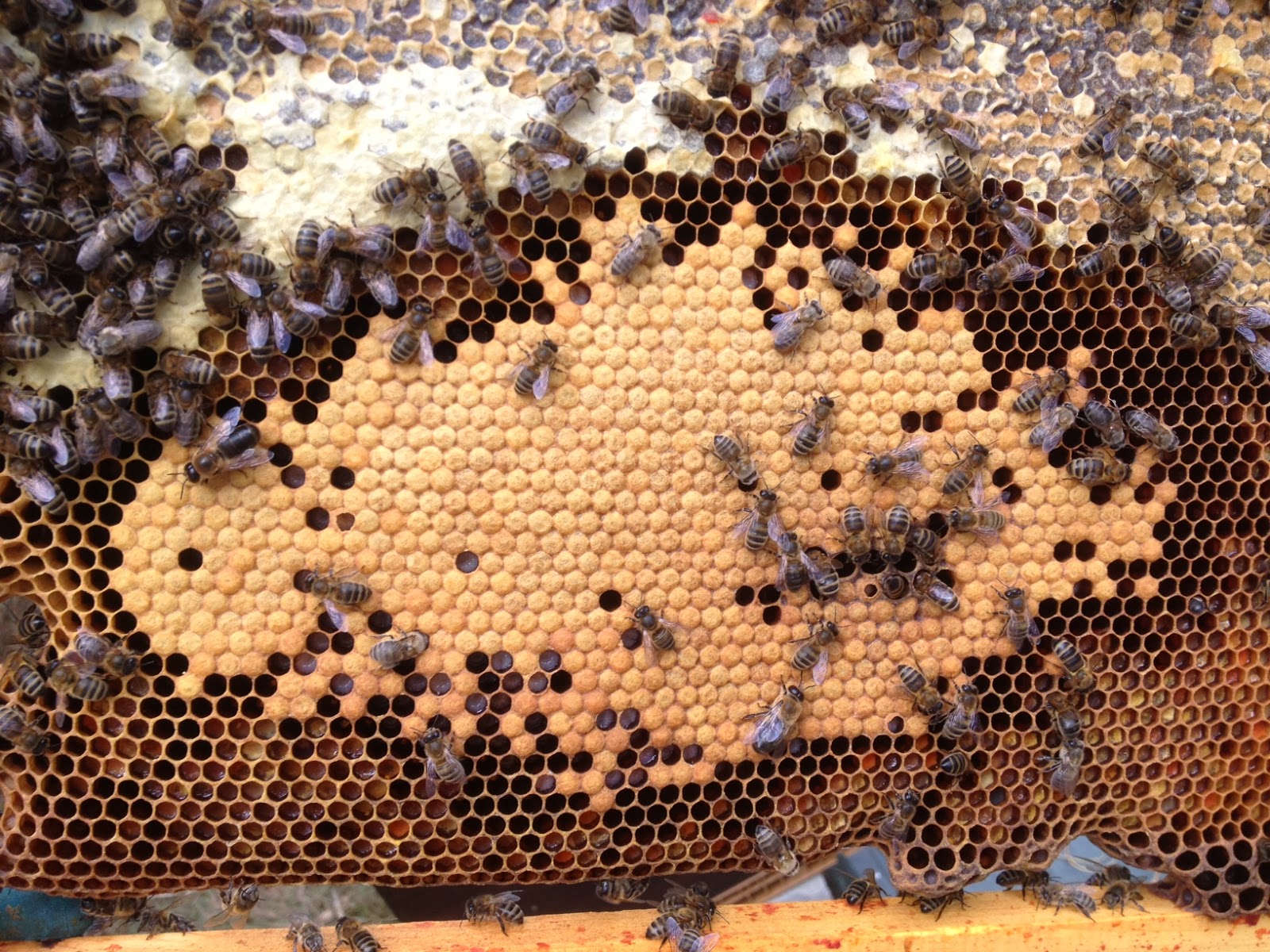 Bees in Brittany October 2013