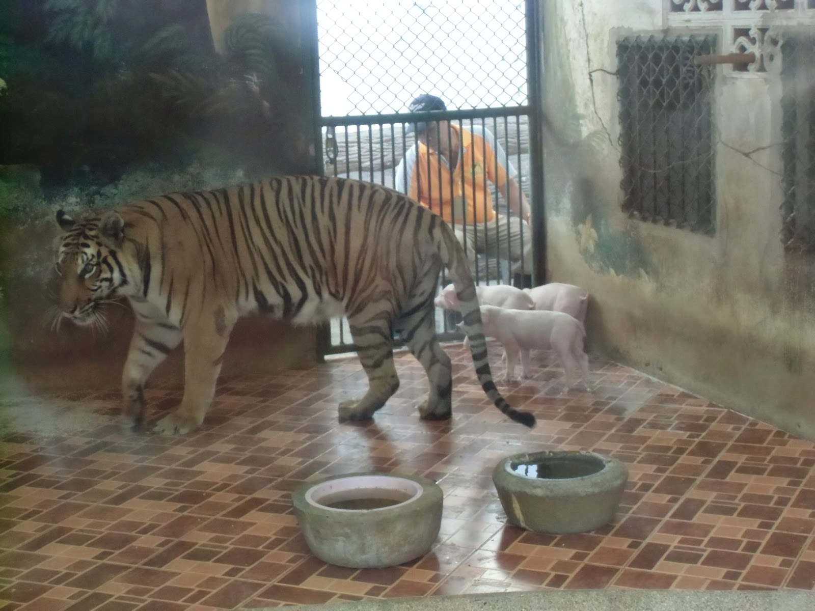 たかちゃんの徒然草 タイの生活日記 その２４