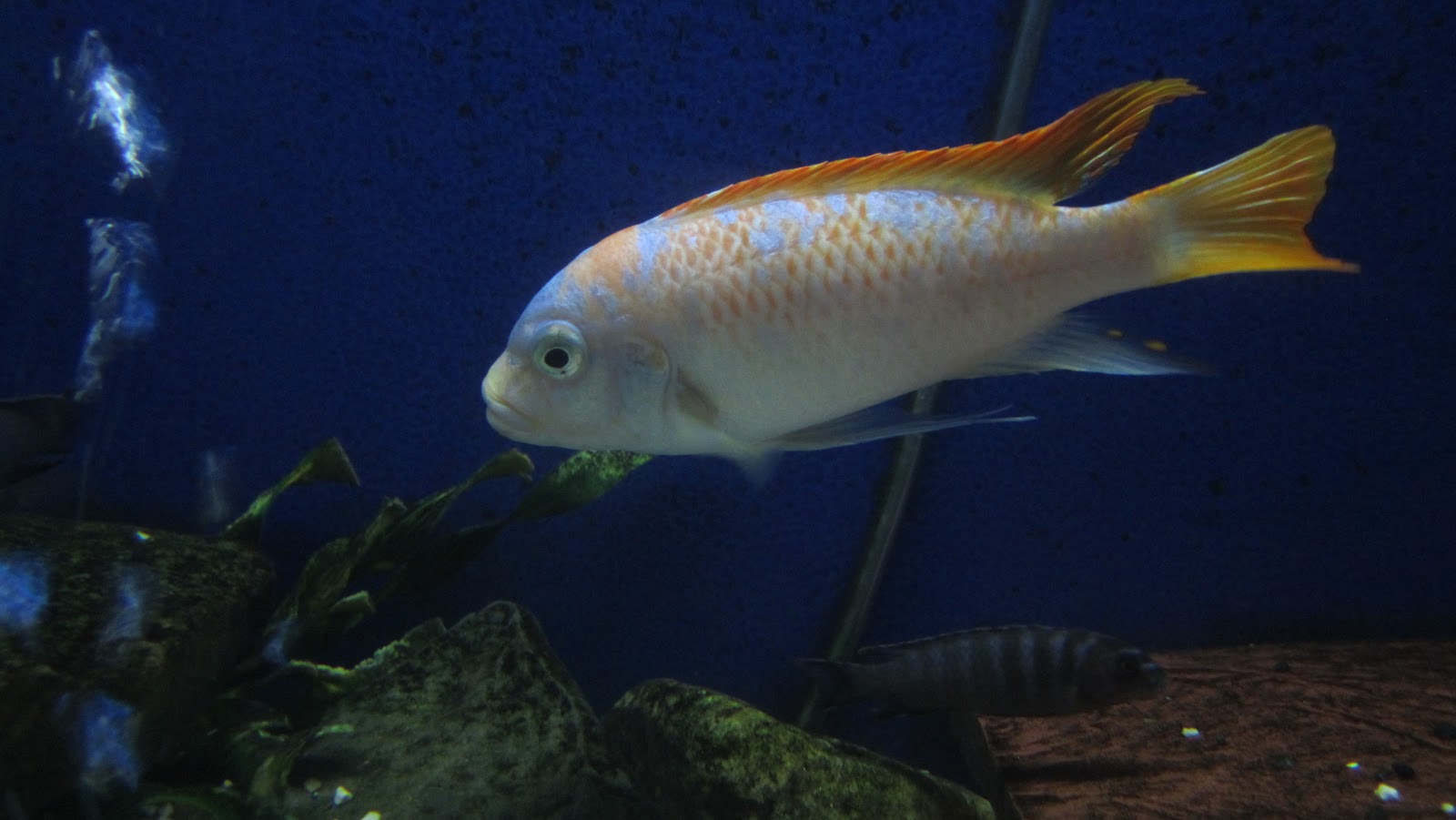 mal/tang fish Metriaclima zebra Red Top Marmalade Cat 9212