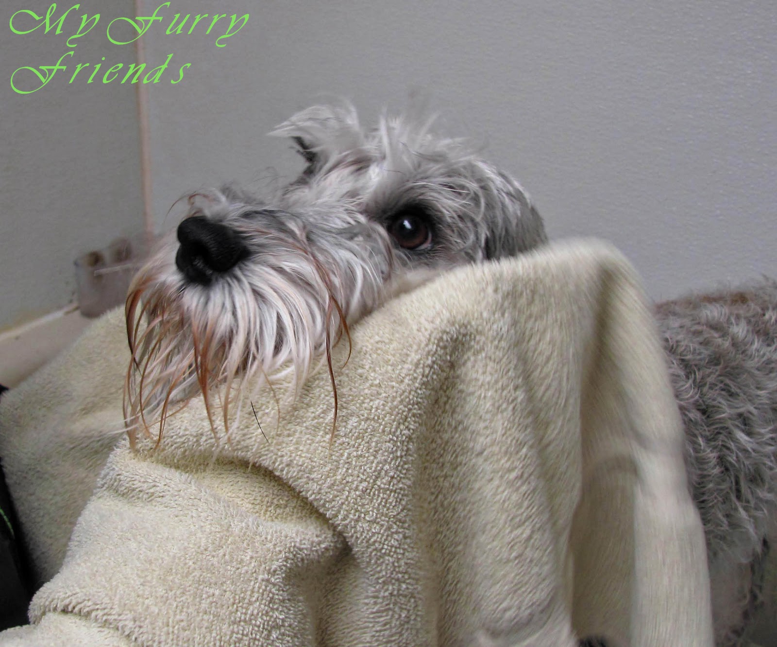 How Much Does Getting Your Dog Groomed Cost at Alma Sato blog