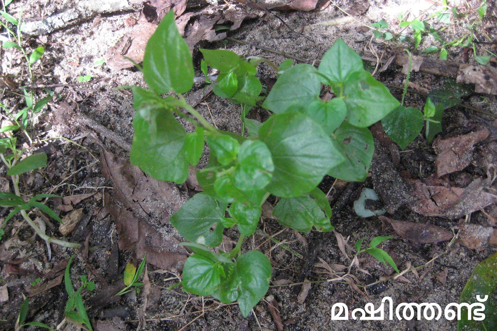 Ayurvedic Medicinal Plants in Kerala