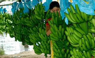 paking bananas, paking, How to paking bananas, How to harvest bananas, harvest Bananas, Banana Facts, Bananas