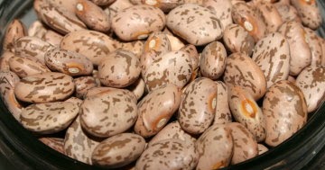 Around Mom's Kitchen Table: Pinto Beans Recipe for a Crowd