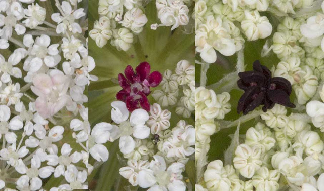 Wild Carrot, Daucus carota carota, showing three examples of the different centre flower. Closeups.  High Elms Country Park, 2 August 2012.