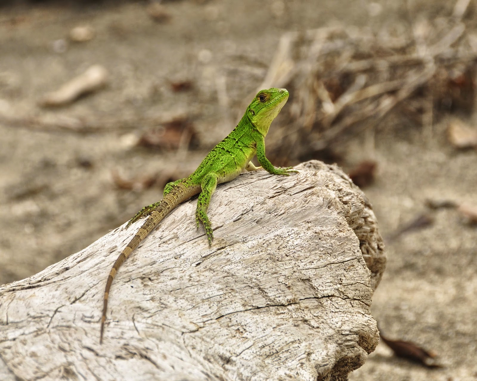Tamarindo, Costa Rica Daily Photo A closer view of the baby iguana.