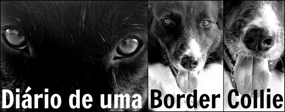 Diário de uma Border Collie