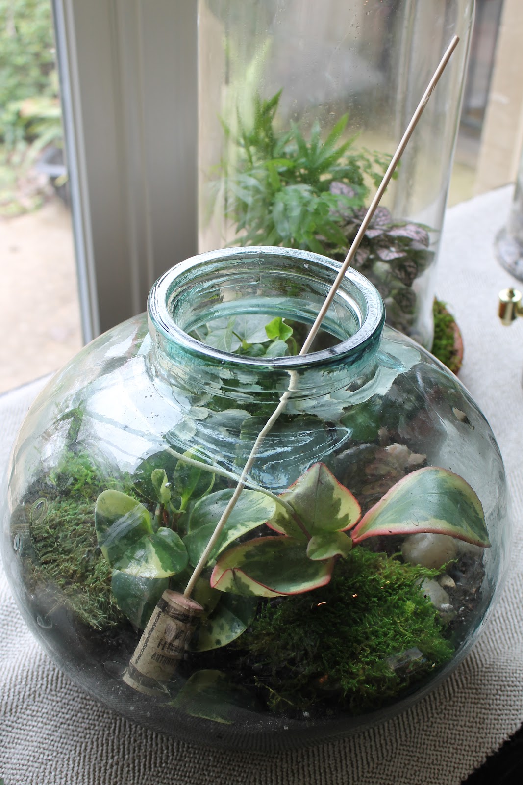 Miss Kopy Kat: Terrarium Tips