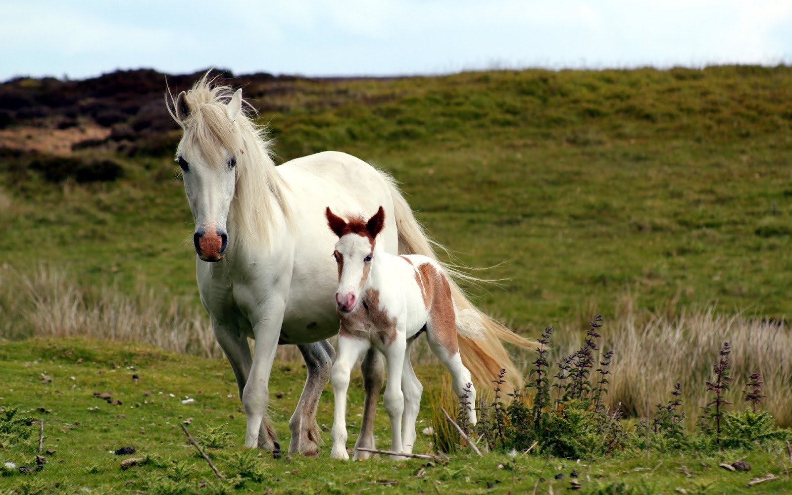 Bella familia de caballos paseando por los bellos paisajes