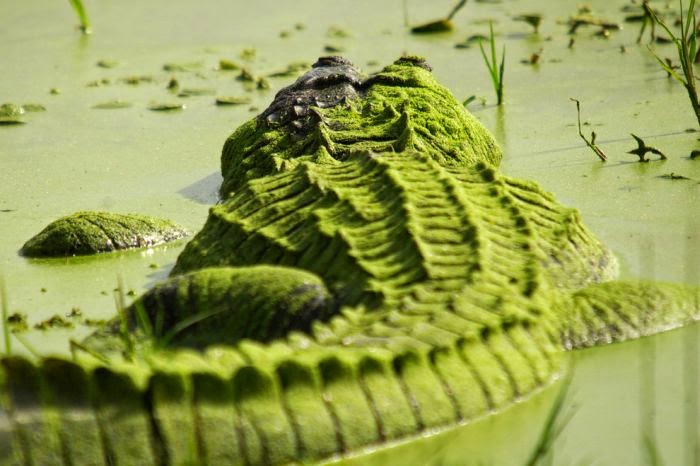 テキサス