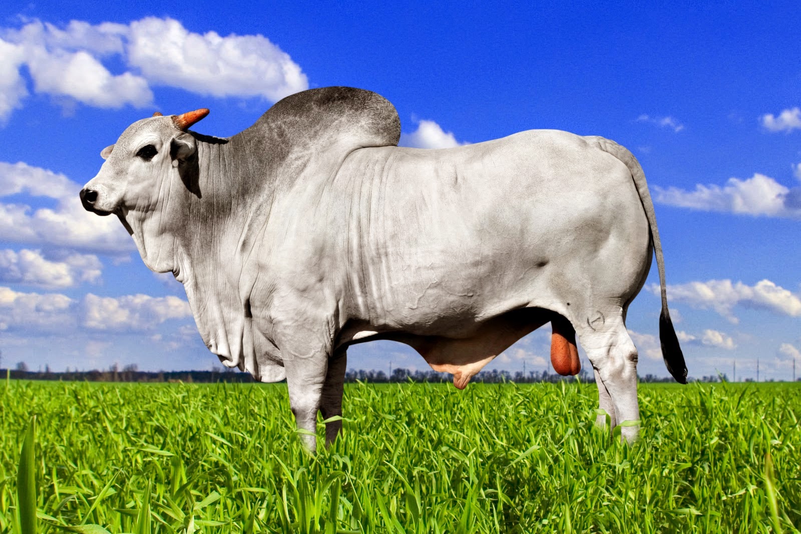 Glossário Ciências Morfológicas